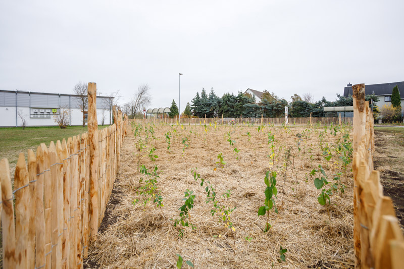 Pflanzung Miniwald in Stotternheim