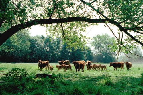 Aue der Schmalen Gera