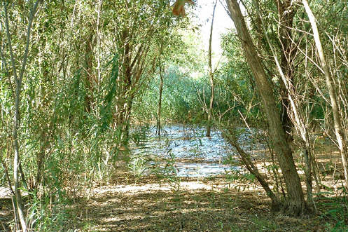 Silberweiden auf der Spülkippe am Sulzer See