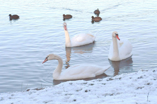 Winterseenlandschaft